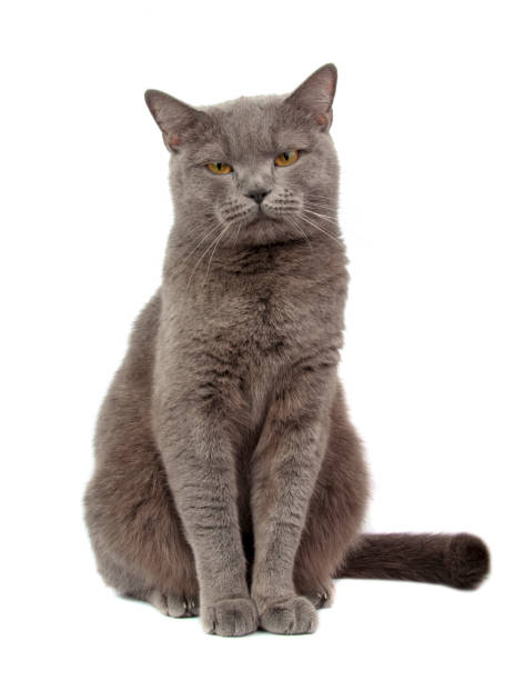 istock Pretty fluffy blue gray british cat isolated on the white 1339816892