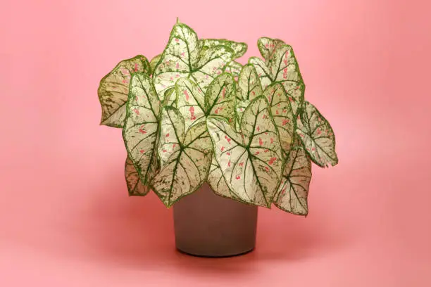 Beautiful Potted Caladium Plant Against Colored Background