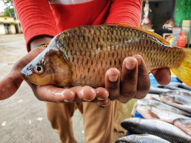 istock Cyprinus carpio carp fish in hand in nice blur background 1339817727