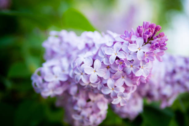 istock Lilac spring flowers bouquet purple background art design. 1339817837