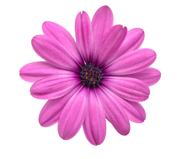 istock Osteospermum or african daisy withe purple petals isolated on the white 1339817842