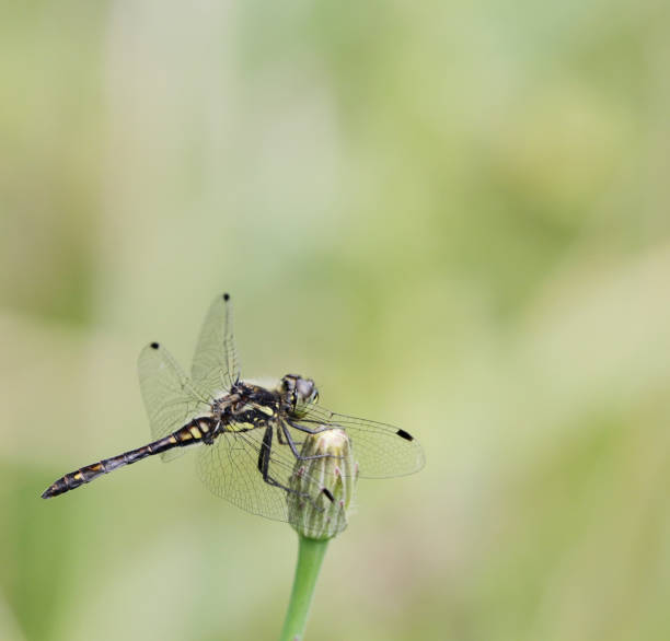flying dragonfly