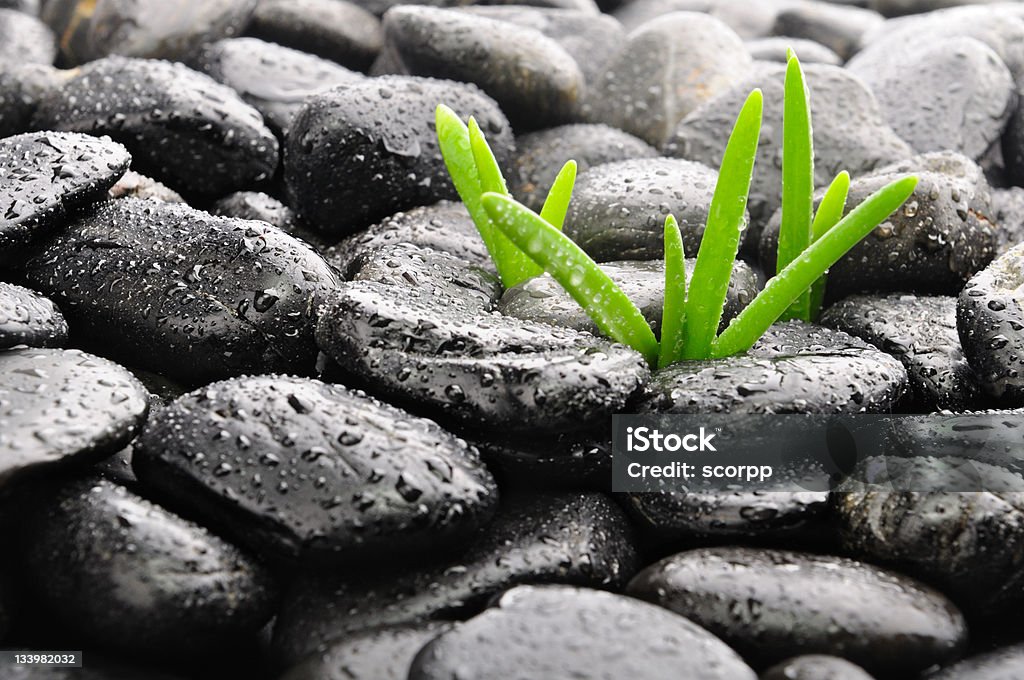 Concepto de crecimiento - Foto de stock de Agua libre de derechos