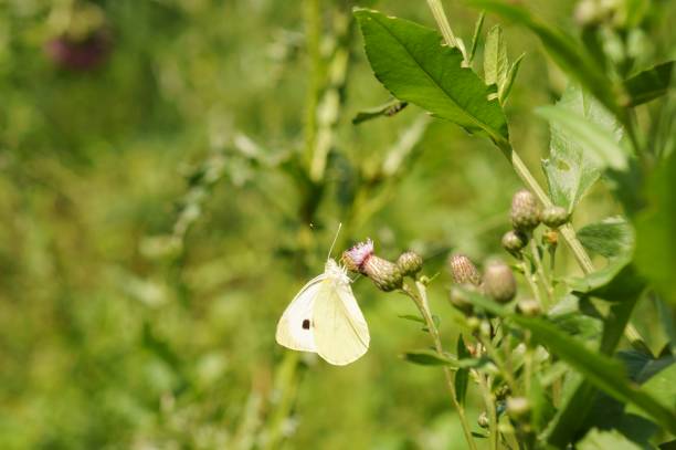 A white butterfly on a green background. Insects in nature.