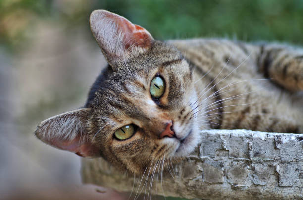 istock beautiful grey cat  portrait 1339821261