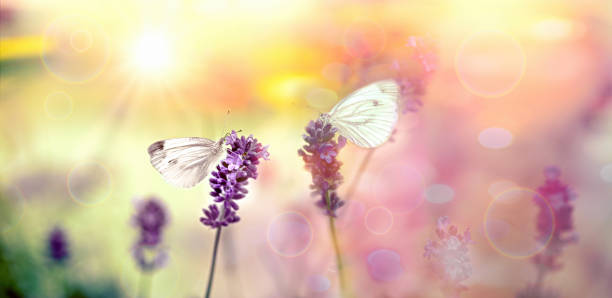 istock Selective focus on butterflu, white butterflu on lavender flower 1339821296