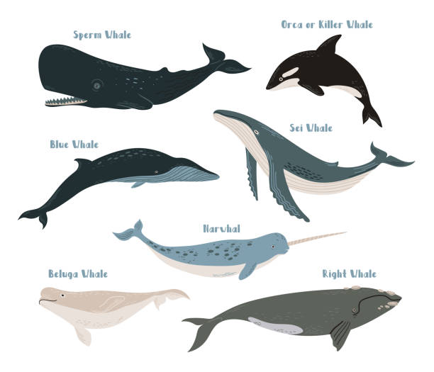 ilustraciones, imágenes clip art, dibujos animados e iconos de stock de conjunto vectorial de diferentes tipos de ballenas: azul, orca, orca, cachalote, espermatozoide, sei, derecha, beluga y narval. ilustración de la vida marina sobre fondo blanco - cachalote