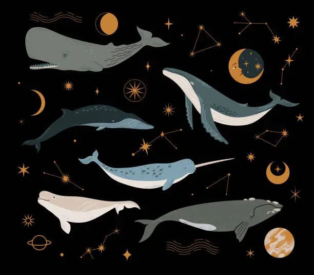 Vector illustration of Vector set with cosmic whale, planets, stars and constellation. Different types of whale