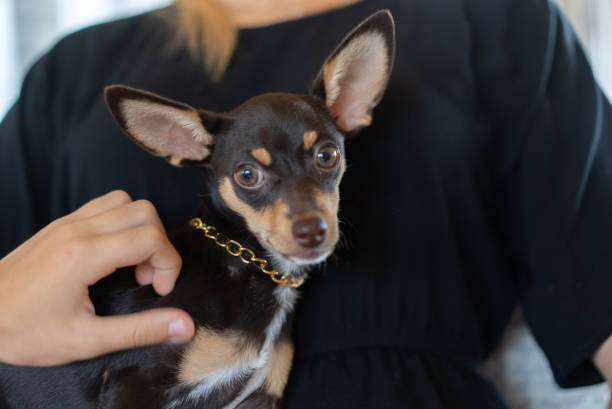 gros plan main de garçon caressant le chien chiot chihuahua noir. - chihuahua stroking pets human hand photos et images de collection