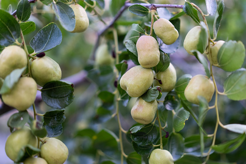 Branches of jujube
