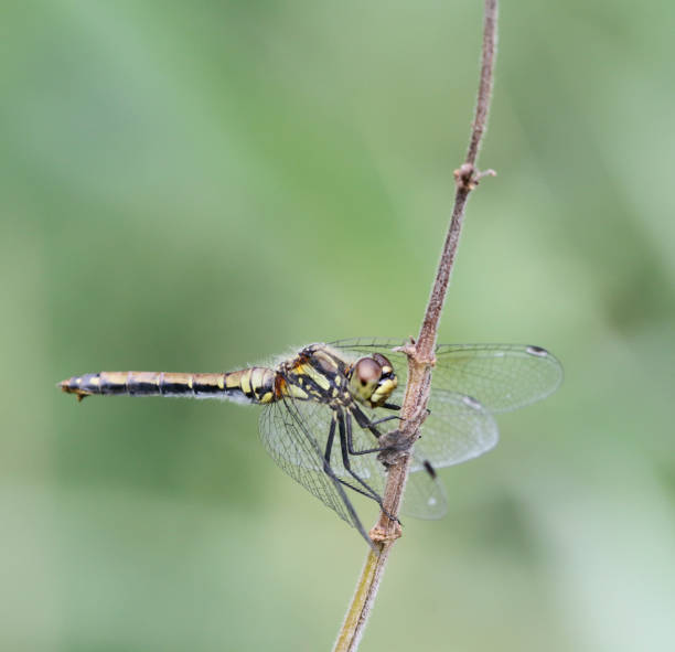 istock Black Darter Dragonfly (Sympetrum danae) Female 1339822426