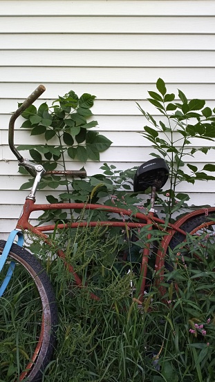 An unused Schwinn bicycle with colors of rust and blue, leaned against a white shed, surrounded by weeds and tall grasses.