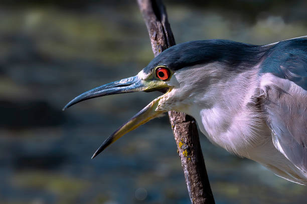 istock The black-crowned night heron (Nycticorax nycticorax) 1339825711