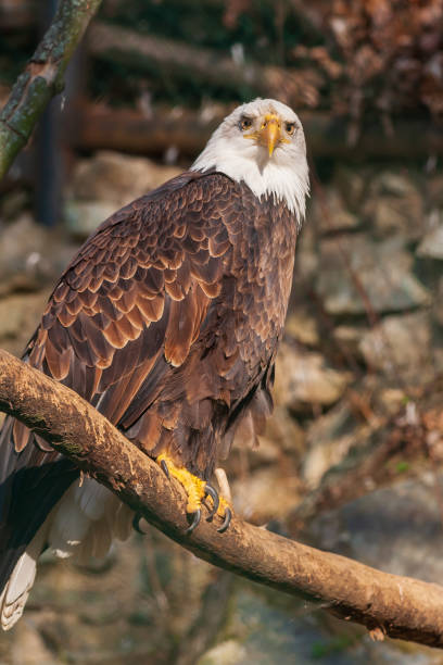 istock A bald eagle sits on a branch in a cage 1339826271