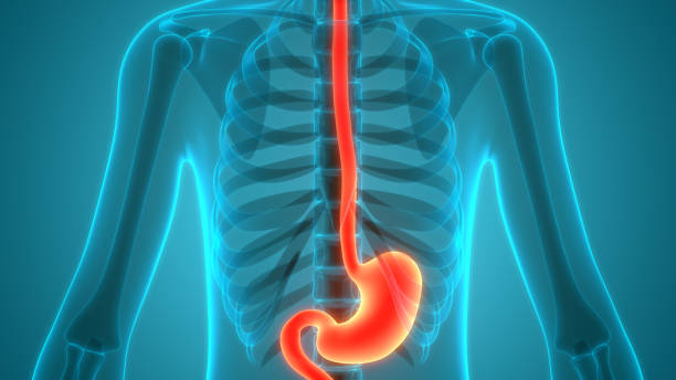 menschliches verdauungssystem magenanatomie - speiseröhre stock-fotos und bilder