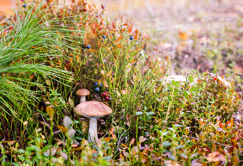 Birch mushrooms near the cedar branch. Forest landscape.