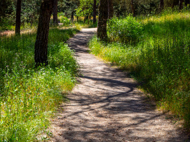 istock Natural wonder pathway in the forest 1339828316
