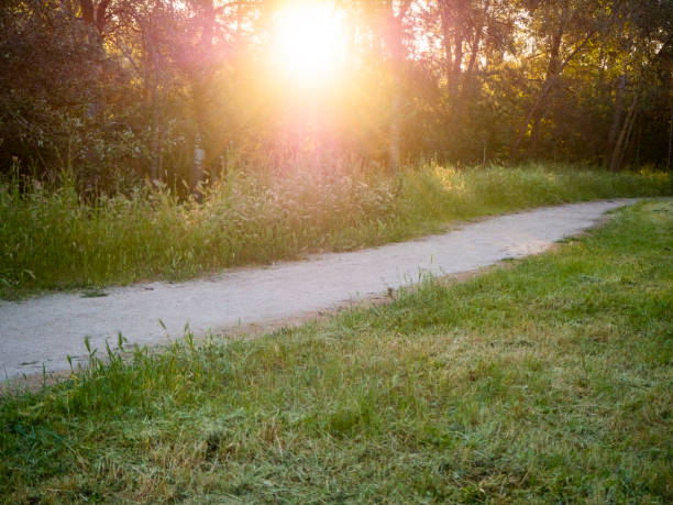 istock Trail in a coniferous forest at sunset 1339828346