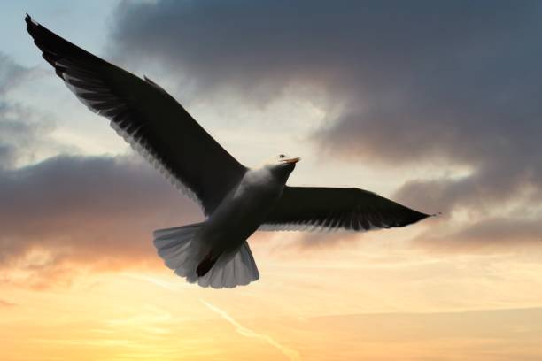 istock White seagull, flying in sunset sky 1339829178