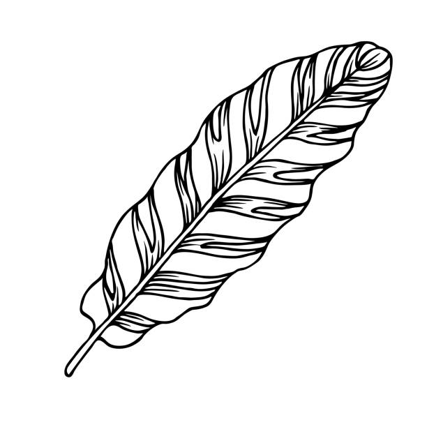 Tropical leaf with stripes black outline sketch Calathea striped leaf, outline floral hand drawn sketch on white background. Tropical plant illustration, palm leaves. Vector design element for tropic patterns, nature template, home decor. zebra plant stock illustrations
