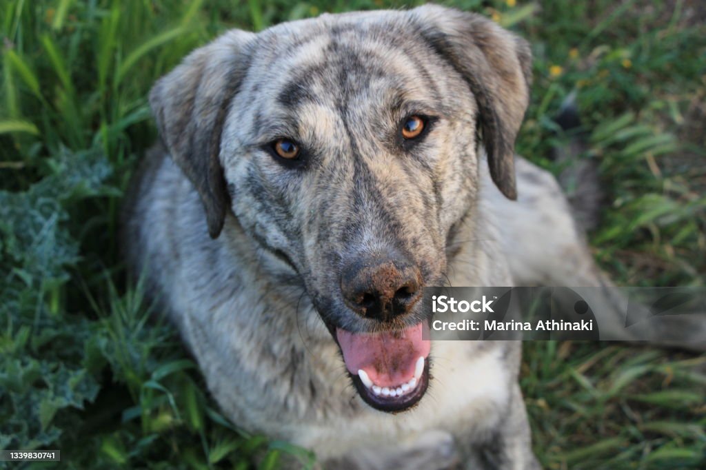 Nala A cute dog smiling at the camera with dirt on her nose Beauty Stock Photo