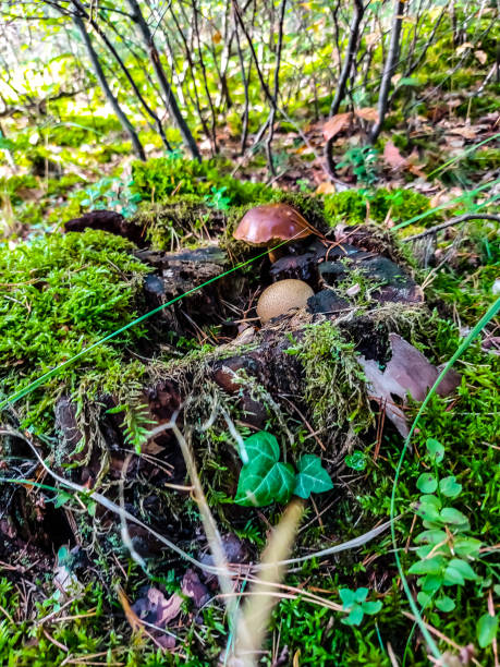 istock Mushrooms grow in a hollow tree trunk 1339831487