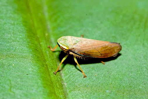 macro view of Leafhopper rest on plant in summer