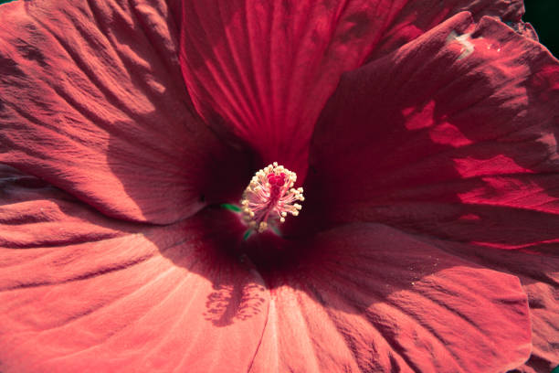Hibiscus flower in a garden on a sunny day