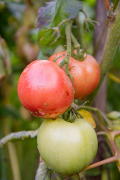 istock Tomato fruits growing 1339832930