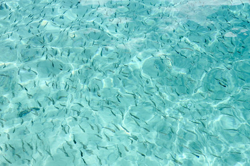 Shallow waters in Palau have many small fish.