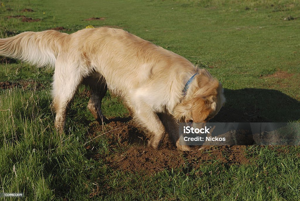 A curious Golden Retriever digging a hole Golden Retriever dog digging hole in grassy field Digging Stock Photo