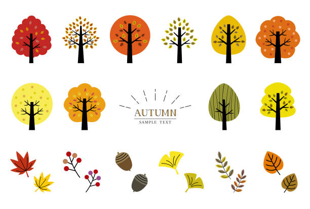 illustrations, cliparts, dessins animés et icônes de ensemble de divers arbres et feuilles d’automne - ginkgo tree