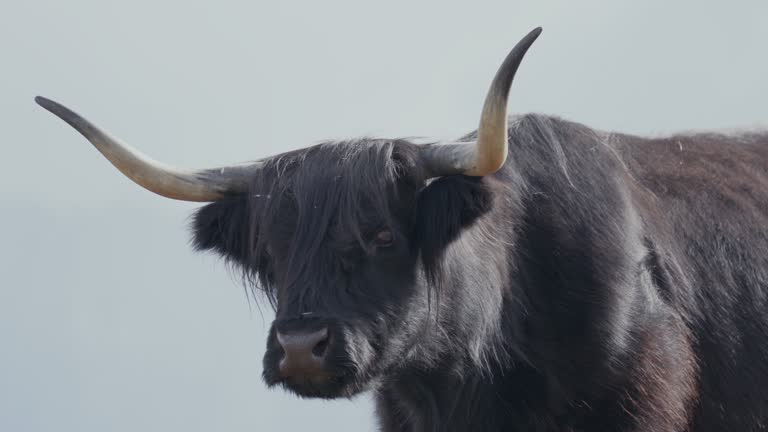 Yak cow portraits