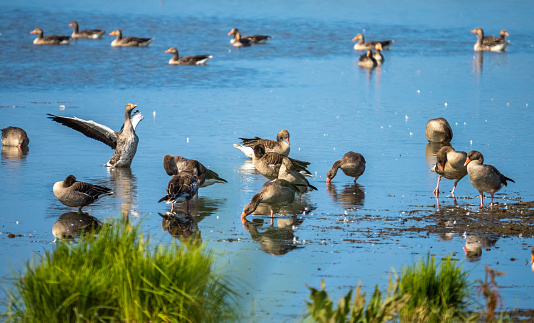 Huge flocks of breeding wild guese in the marshes of Vejlerne or the Vejler, Jutland, Denmark.