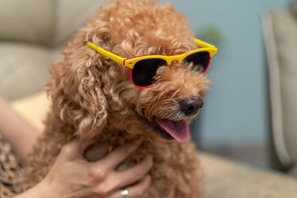 istock Dog with  yellow sunglasses 1339835390