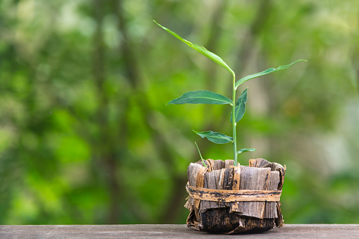 young ginger plant in a pot made out of banana leaf, placed on a wooden surface isolated in a natural green outdoor background, closeup of homegrown herbal and flavoring plant, with copy space