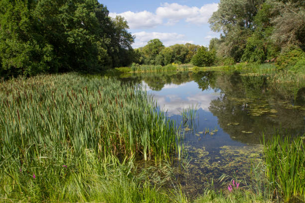 istock Pond in the summer 1339837028
