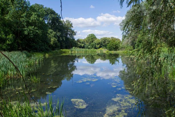 istock Pond in the summer 1339837135