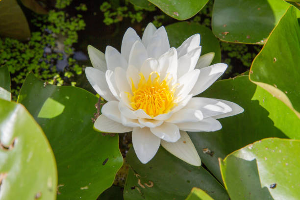 istock The white waterlily plant 1339837205