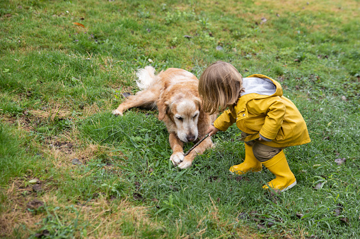 High angle side view of little kid in yellow raincoat and with wooden stick playing with friendly fluffy dog on. Children concept with pets and animals