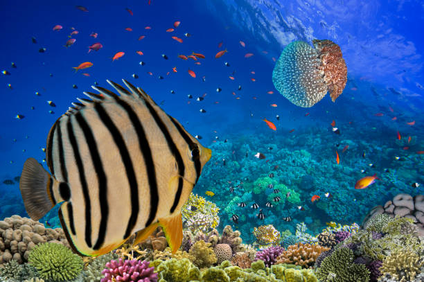 istock Underwater scene. Coral reef, colorful fish groups 1339839713