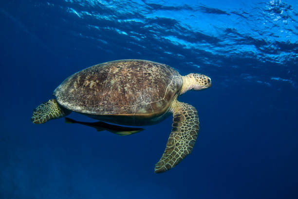 istock Sea turtle swimming in the blue with a remora 1339839838