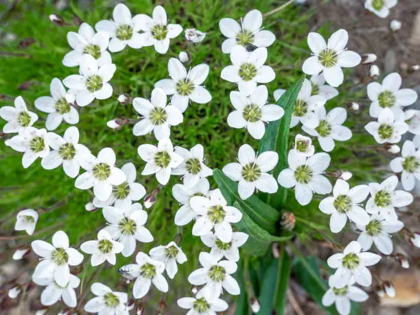 Minuartia verna (L.) Hiern. Spring sandwort small white flower that grows on scars, in semi-open short grassland, in shallow soil-filled depressions on limestone pavement