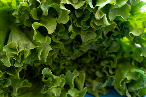 Leaves of green lettuce. Close up. Selective focus.