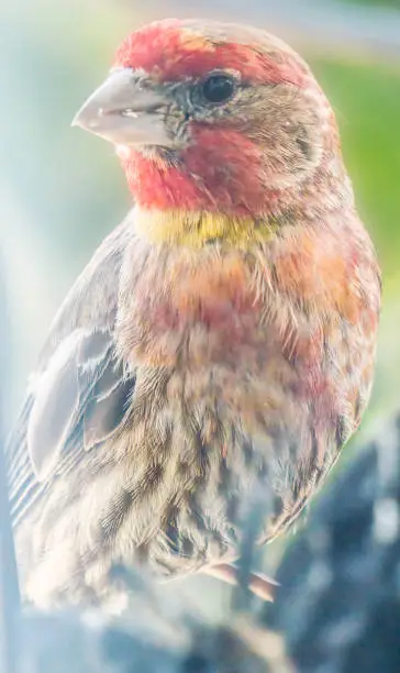 Male and mature house finch with unusual yellow and orange feather pigments in addition to the usual red color.