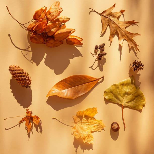 istock Creative autumn composition made of dried leaves on pastel background with sunlit and shadows. Fall concept. Seasonal nature backdrop. Top view. Flat lay 1339842084