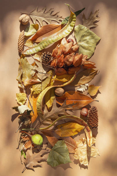 istock Creative autumn composition made of dried leaves, cones, walnuts and chestnuts on pastel background with sunlit and shadows. Fall nature concept.  Top view. Flat lay 1339842085