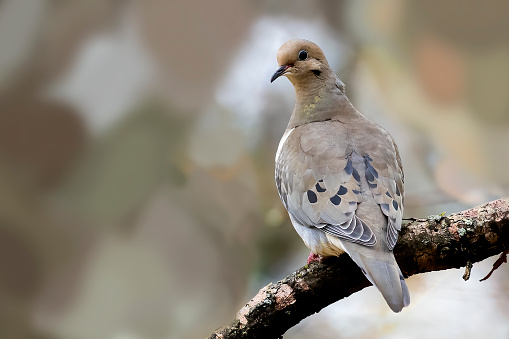 The mourning dove  also known as the American mourning dove, the rain dove, and colloquially as the turtle dove, and was once known as the Carolina pigeon and Carolina turtledove