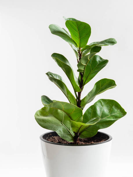 istock Ficus lirata bombino in white pot on white background. 1339844823