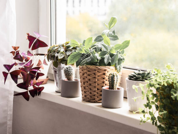 istock Various herbaceous houseplants, cacti and succulents in pots on windowsill. 1339844831